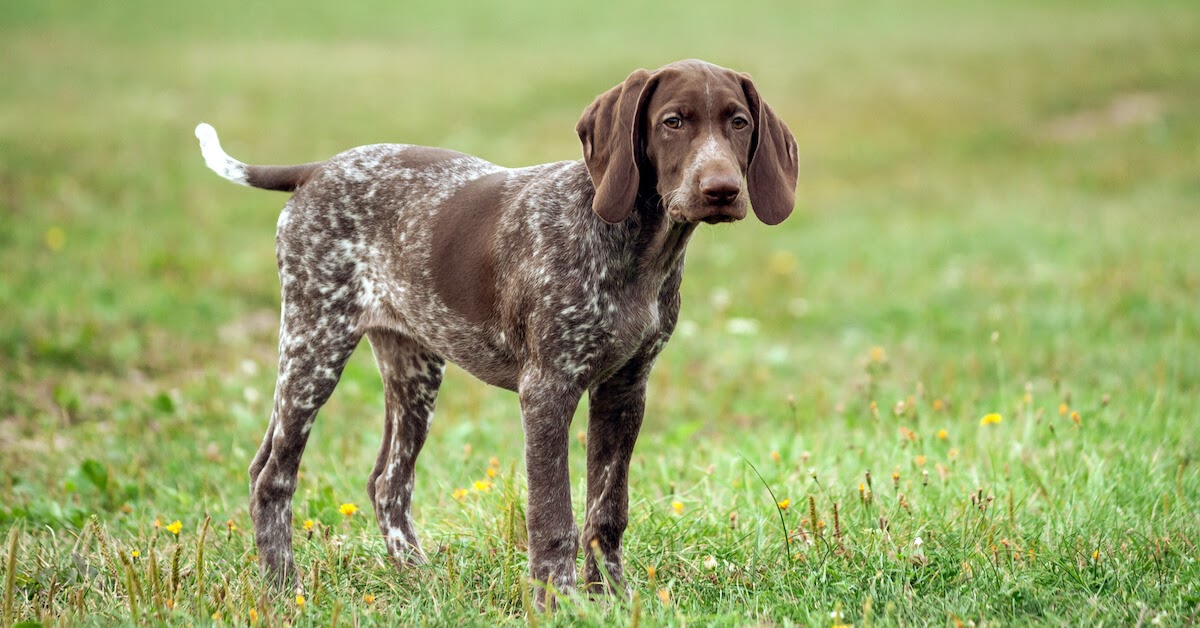 Why Do Dog's Tails Wag and What Does it Mean For Your Bond?